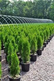 Buy arborvitae online at bestseedsonline.com. Emerald Green Arborvitae Shrub At Menards