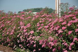 Image result for Spiraea bumalda