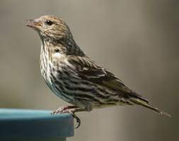 Common Backyard Birds In New Jersey In The Spring New Jersey Bird Photos Backyard Birds Bird Photo Common Birds