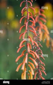 Image result for Kniphofia thomsonii