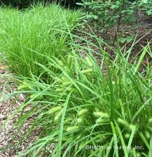 Image result for Graphorkis lurida