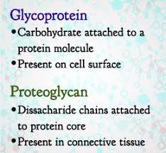 Maybe you would like to learn more about one of these? Difference Between Glycoproteins And Proteoglycans Molecules Different Biology