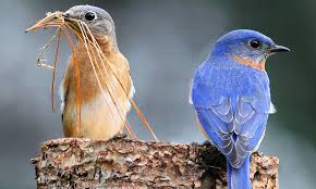 Song got very popular, he liked to be sophisticated but also liked jokey songs. 15 Eastern Bluebird Facts You Didn T Know 2021 World Birds