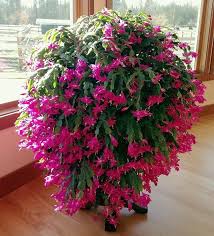 This is how you make a chrismas cactus. How To Grow A Bigger Christmas Cactus Holidravel Com Christmas Cactus Plant Plants Christmas Cactus