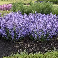 Cat S Pajamas Catmint Nepeta Hybrid Plants Flower Landscape Flower Garden