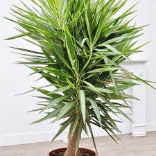 Yucca Vermehren So Leicht Geht S Pflanzen Palmlilie Yucca Palme Pflege