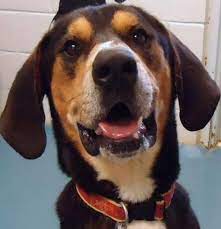 Black Tan Coonhound Mix M 6 Years Neutered Named Lucky In Waynesboro Pa Antietam Humane Society Inc 717 762 9091 A Coonhound Humane Society Black And Tan