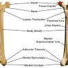 At the distal end of the femur, two rounded condyles meet the tibia and fibula bones of the lower leg to form the knee joint. Https Encrypted Tbn0 Gstatic Com Images Q Tbn And9gcrazglpnzcaleqxd2m9t0c Bntjai4l5gu5z3m G4ejh8gg5vwj Usqp Cau