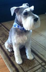 42 Best Schnauzer Grooming Images In 2019 Schnauzer