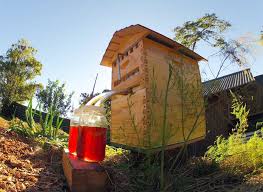 Cette Ruche Revolutionnaire Permet De Recolter Le Miel Sans Perturber Les Abeilles Plans De Ruche Ruche Abeille