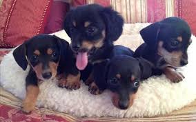 Ready for their new homes. Dachshund Puppies For Sale Frankfort Ky 114818