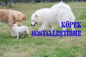 Kopek Sosyallestirme Saldirgan Kopek Sosyallestirme Cekingen Kopek Sosyallestirme Gibi Bilgilerin Yer Aldigi Sayfamizdir Kopek Kopek Egitimi Hayvan