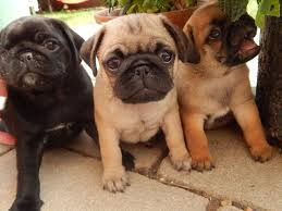 Black And Tan Pug Previous Pinner Said I Want Them All Cute Black Fawn And Apricot Pug Puppies Perros Cachorros Perros Bonitos Animales Lindos