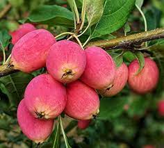 All apple trees need proper care and attention to produce quality fruit. Crabapples Guide Are They Safe To Eat What Can You Do With Them