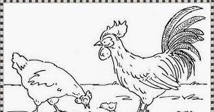 Baiklah sebelum kita sambung, ingin penulis nyatakan bahawa semua imej ini. 33 Gambar Binatang Kartun Ayam 65 Gambar Gambar Mewarnai Terbaik Warna Gambar Dan Download Kumpulan Sketsa Gambar Bur Halaman Mewarnai Gambar Burung Warna