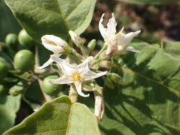 Image result for Solanum torvum