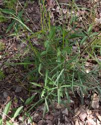 Image result for Cryptolepis cryptolepioides