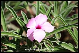 Image result for Adenium swazicum