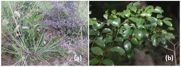 Image result for Paropsia brazzeana