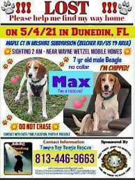 Maybe you would like to learn more about one of these? Welcome To Tampa Bay Beagle Rescue