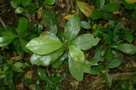 Image result for Beilschmiedia troupinii