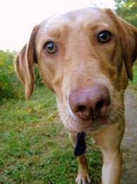 Maybe you would like to learn more about one of these? Vizsla Yellow Lab Mix Thats What My Baby Is Love Him Labrador Retriever Dog Yellow Lab Yellow Labrador Retriever