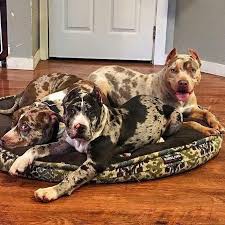 Omg Crazy Colors For The Breed Must Be An Interesting Mix Beautiful Dogs Cute Animals Pitbull Dog