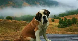 Pretty Saint Bernard St Bernard Pets