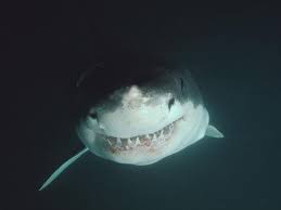 Alors qu'il existe plus de 400 espèces de requins différentes qui peuplent les mers et les océans, seules quelques unes peuvent s'avérer dangereuses pour l'homme. Quels Sont Les Requins Les Plus Redoutables Sciences Et Avenir