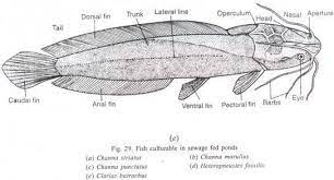 Cats in creeks yes it happens carroll county times. Give A Well Labeled Diagram Of Clarias Brainly In