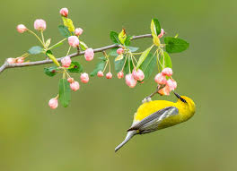 Blue Winged Warbler On Apple Blossoms In 2020 Bird Photography Bird Birds