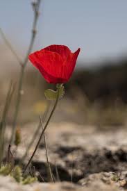 Mohnblumen verbleiben sehr gerne an dem standort, an dem sie. Klatschmohn Saen Pflanzen Und Pflegen In 2020 Mohn Mohnblume Pflanzen