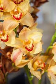 Blog Of Mayesh Wholesale Florist Thanksgiving Centerpiece Floral Design Fall Wedding Flowers Cymbidium Orchids Orchids