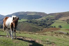 Office De Tourisme St Jean Pied De Port Baigorry Horses Horse Lover Suffolk Punch
