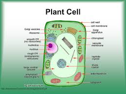 The cell wall is responsible for the cells' architecture. Cell Structure Function Ppt Video Online Download