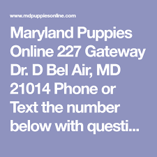 Puppies for sale in maryland and nationwide | md puppies online. Maryland Puppies Online 227 Gateway Dr D Bel Air Md 21014 Phone Or Text The Number Below With Questions Before Or After A Maryland Puppies Goldendoodle Puppy