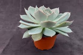 Image result for Senecio subsessilis