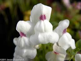 Image result for Antirrhinum