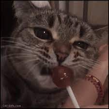 Cat Gif Funny Cat Licks His Delicious Lollipop Like A Human Hehe Cat Gif Funny Cat Videos Cats