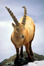 Ibex Mountain Goat Near Zermatt Switzerland Shoulder Height 2 2 3 4 Ft Weight Males 165 265 Lb Females 110 140 Lb Mountain Goat Animals Wild Goats