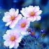 In sfondi fiori troverete una raccolta eccellente con i migliori sfondi per desktop, che è possibile condividere con i tuoi amici, la famiglia e l'amore della tua vita. 3