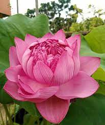 This collection of 100 songs was intended to be the first in a series that would this series is titled one thousand lotus petals. Ultimate 1000 Petal Lotus The Fruits N Flowers Facebook