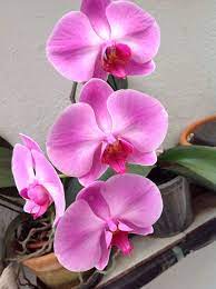 Orquidea Phalaenopsis Mom S Collection Beautiful Flowers Trees To Plant Perfect Plants