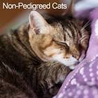Browse All Breeds - The International Cat Association