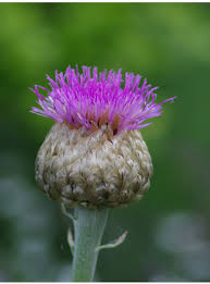 Image result for Vernonia centaureoides