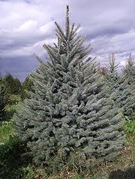 Shop.alwaysreview.com has been visited by 1m+ users in the past month Blue Spruce Christmas Tree Wyckoff S Christmas Tree Farm