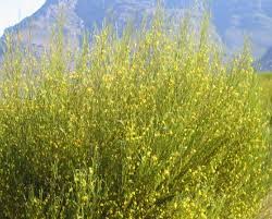 Image result for Salacia leptoclada