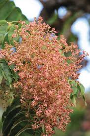 Image result for Hagenia abyssinica