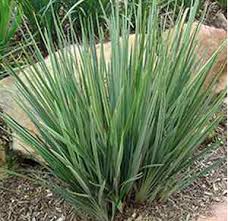 Image result for Dianella