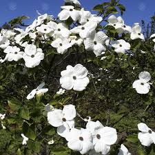 We did not find results for: Cornus Eddie S White Wonder Flowering Dogwood Tree Free Delivery